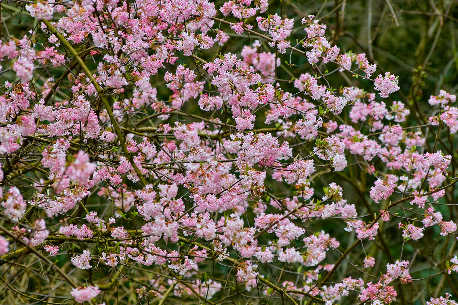 Sneeuwbal Viburnum x bodnantense 'Dawn' Yarinde tuinplanten