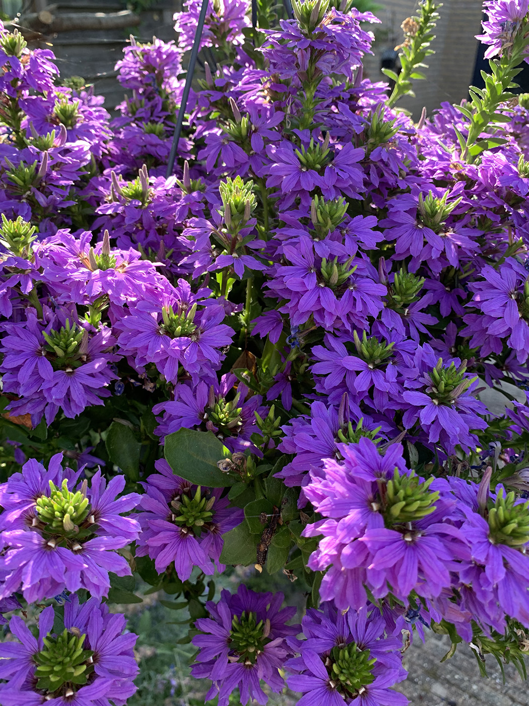 Waaierbloem Scaevola Aemula waaierbloem-scaevola-aemula