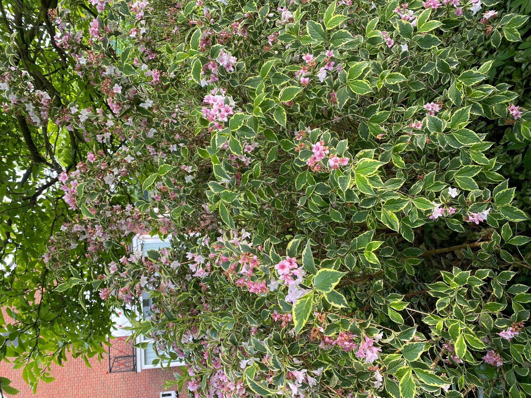 Weigela Florida niedrige Hecke bunter WeigeliaStrauch
