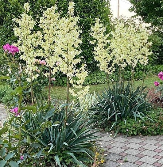 Palmlilie 'Yucca' Pflanzen, Arten für den Garten kaufen