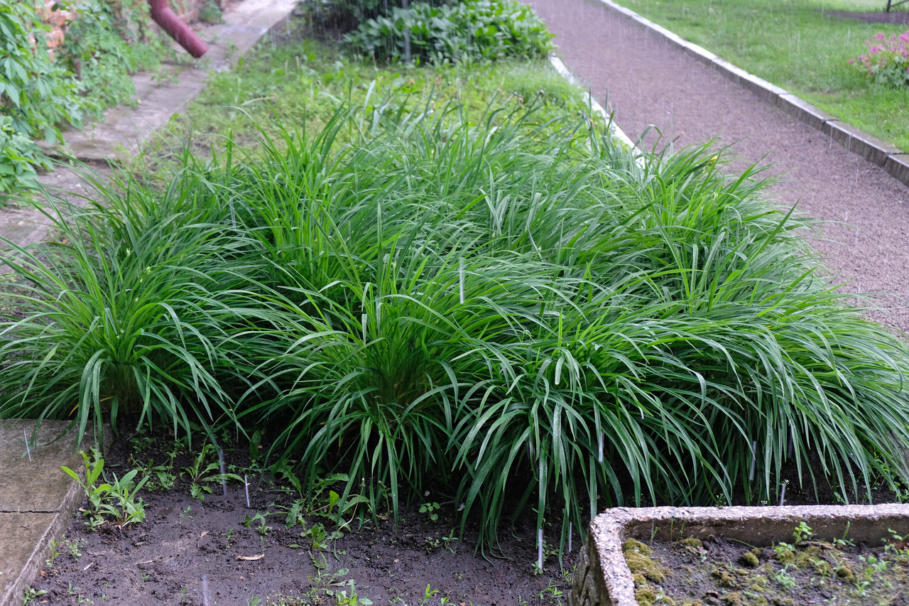 zegge-carex-oshimensis-evergreen-online-kopen-schaduwplant