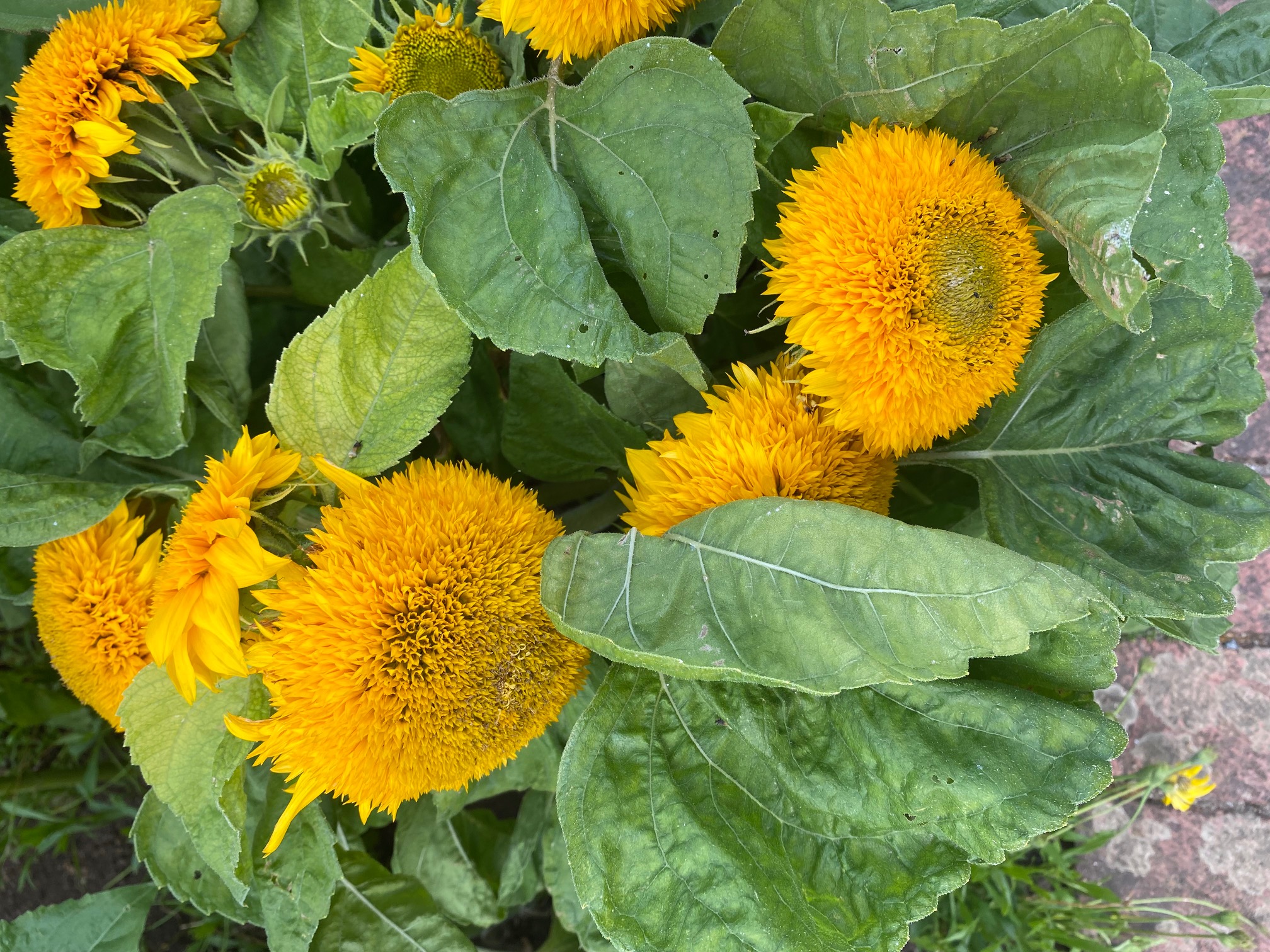 Zonnebloem Helianthus Annuus Teddy Bear