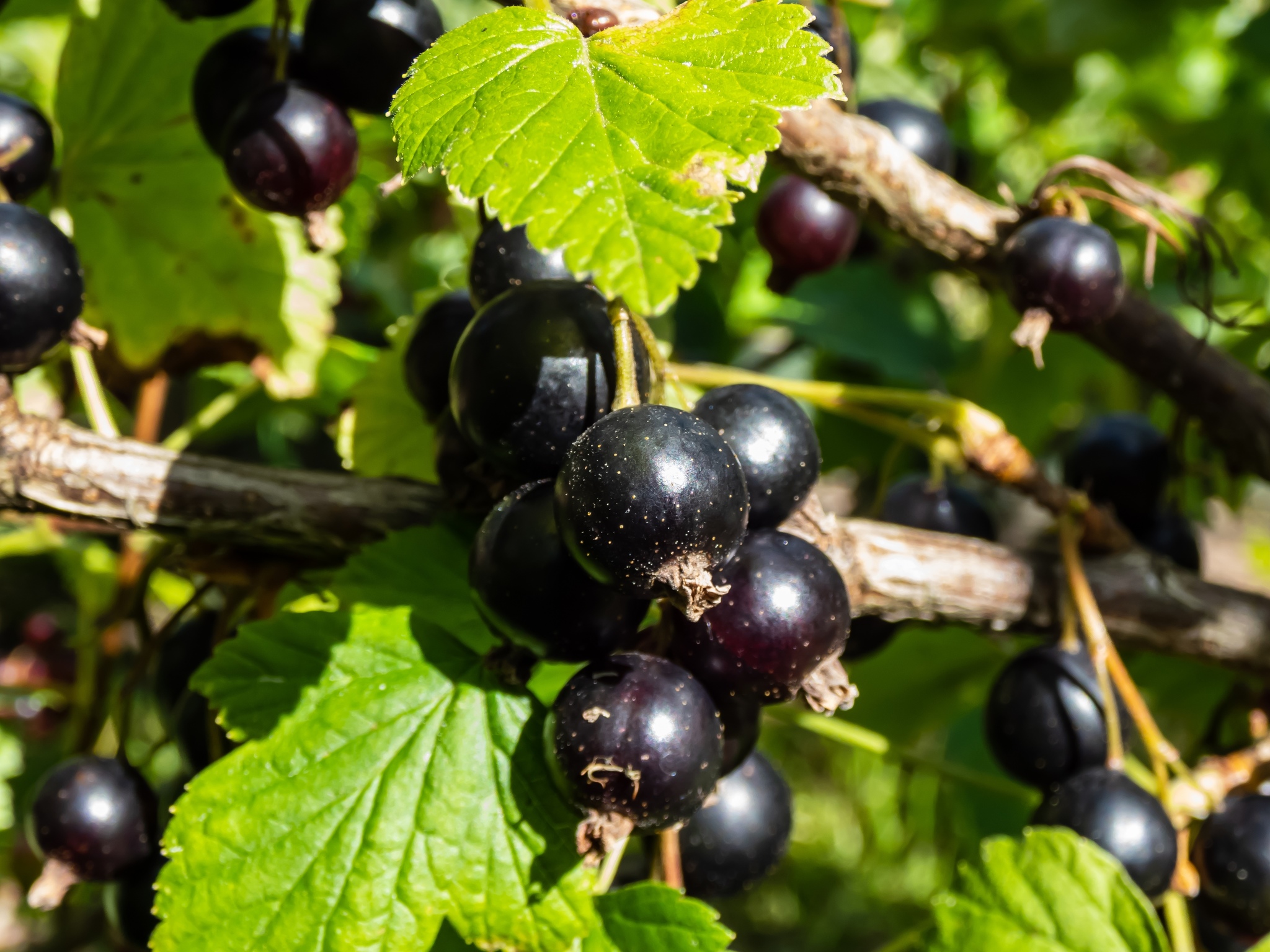 capaciteit Onafhankelijk het doel Zwartebes- Ribes nigrum 'Little Black Sugar'zwarte bes kopen