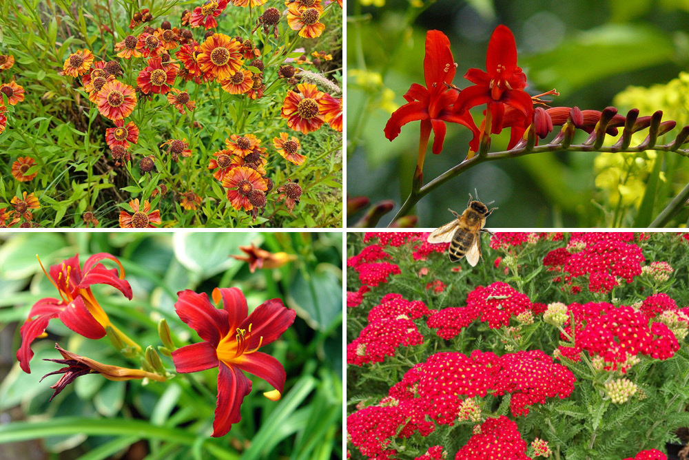 Staudenbeete Rot Stauden mit roten Blütenfarben