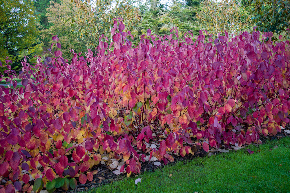 Cornus alba 'Sibirica' Weißer Hartriegel, Strauch kaufen