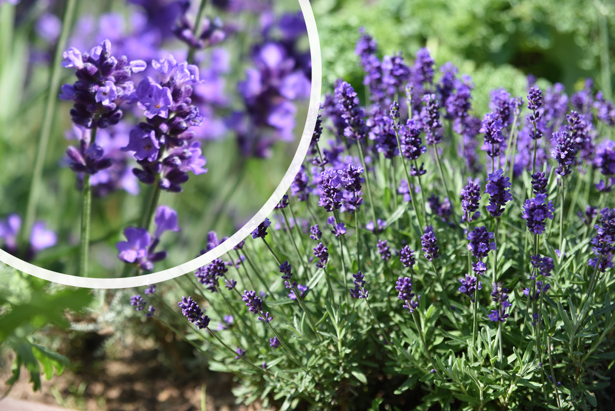 Lavendelpflanze Lavandula Angustifolia Dwarf Blue Kaufen 8198