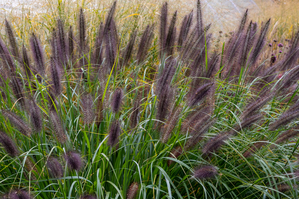 Lampepoetsersgras Pennisetum Alopecuroides Black Beauty