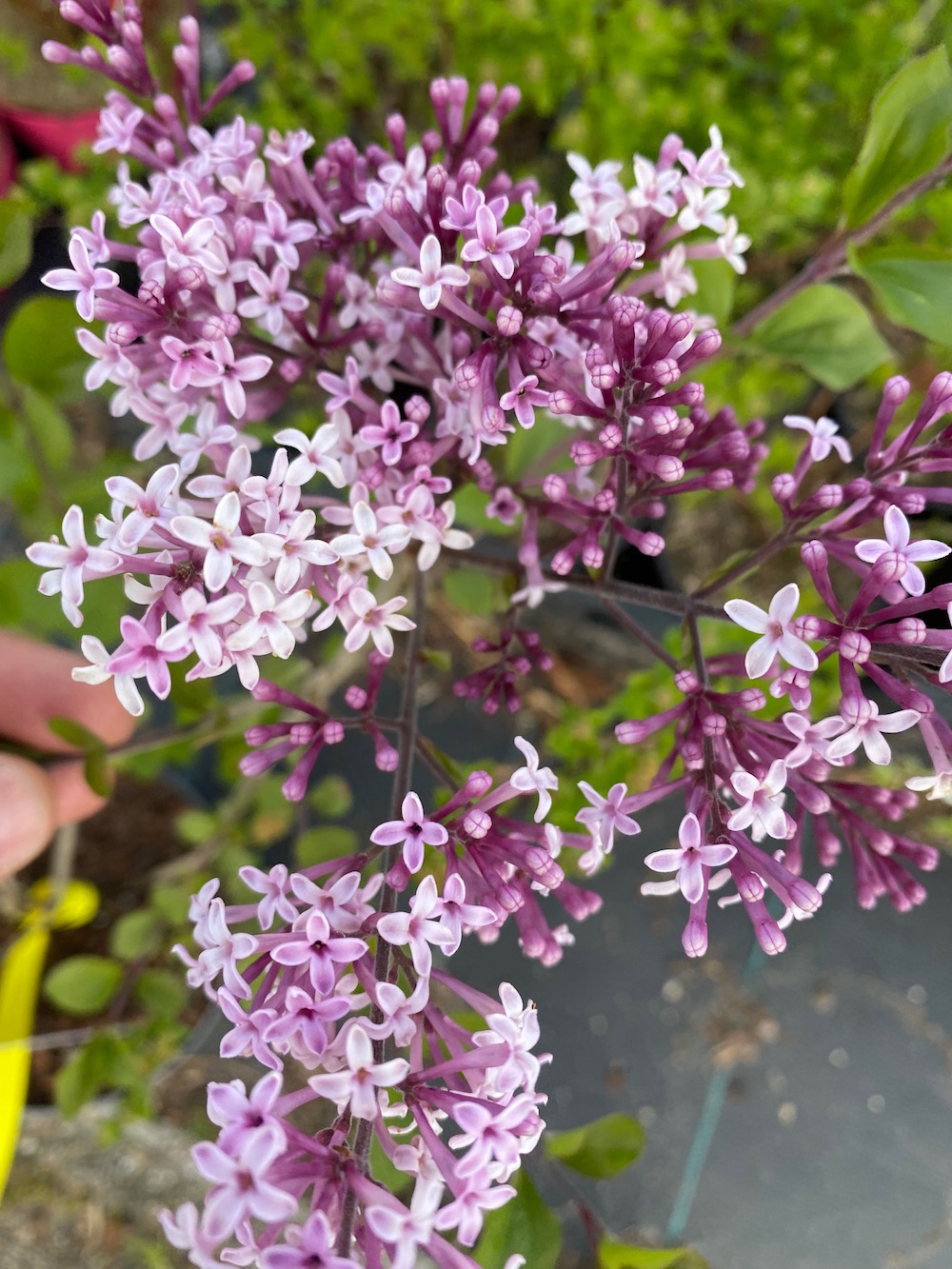 Syringa Meyeri Palibin Kopen Dwergsering Paarse Bloemen