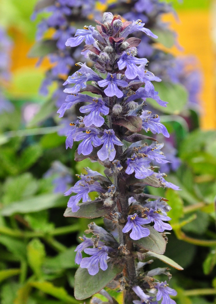 Kruipend Zenegroen Ajuga Reptans Bodembedekkende Borderplant