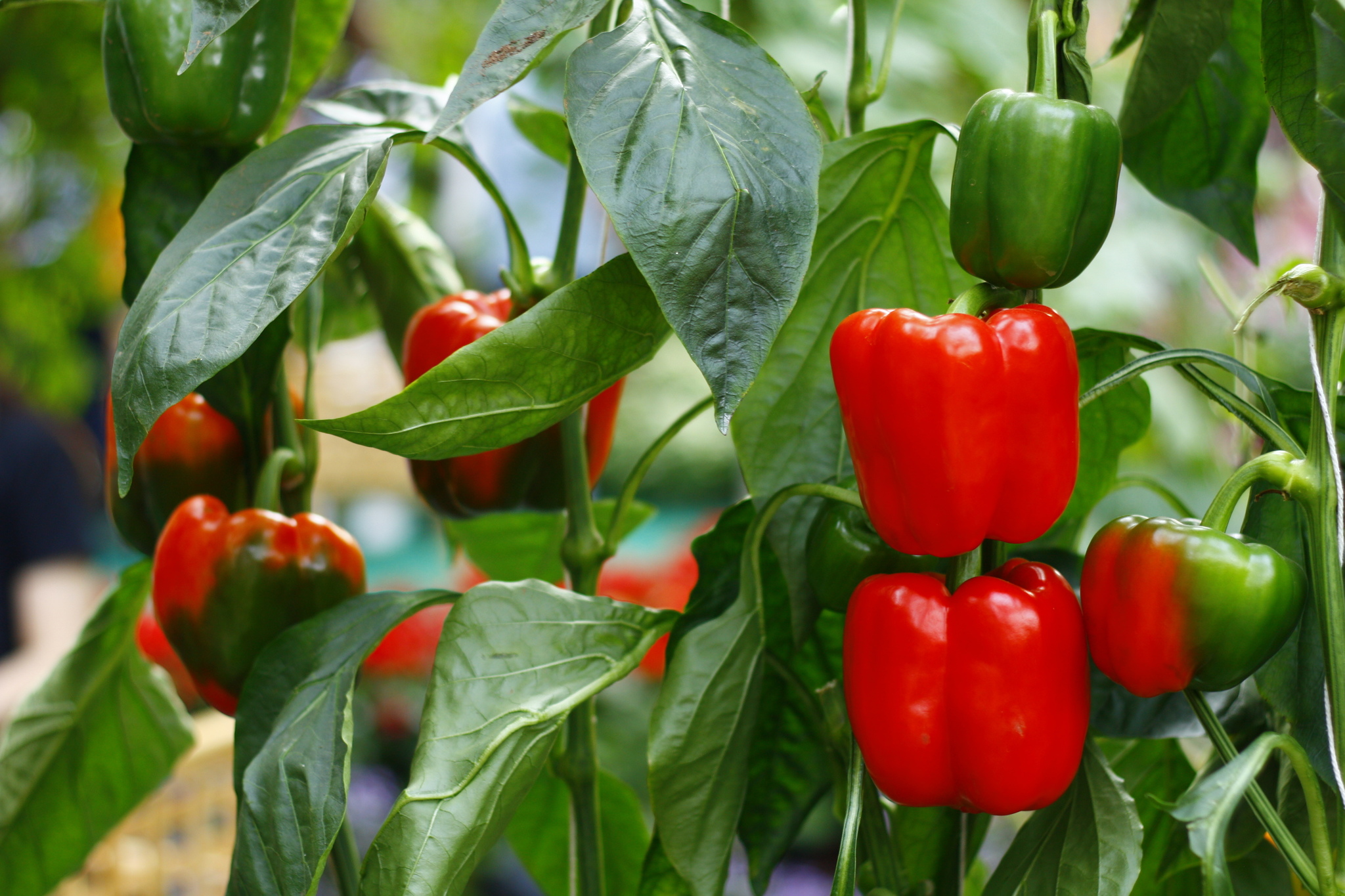 paprika-capsicum-annuum-rote-paprikapflanzen-kaufen