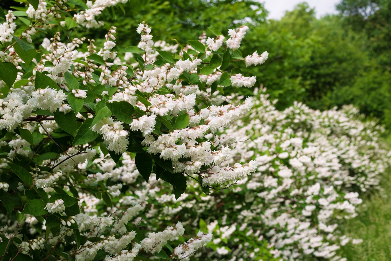 Slender Deutzia gracilis weiße Blüten, auch als niedrige Hecke