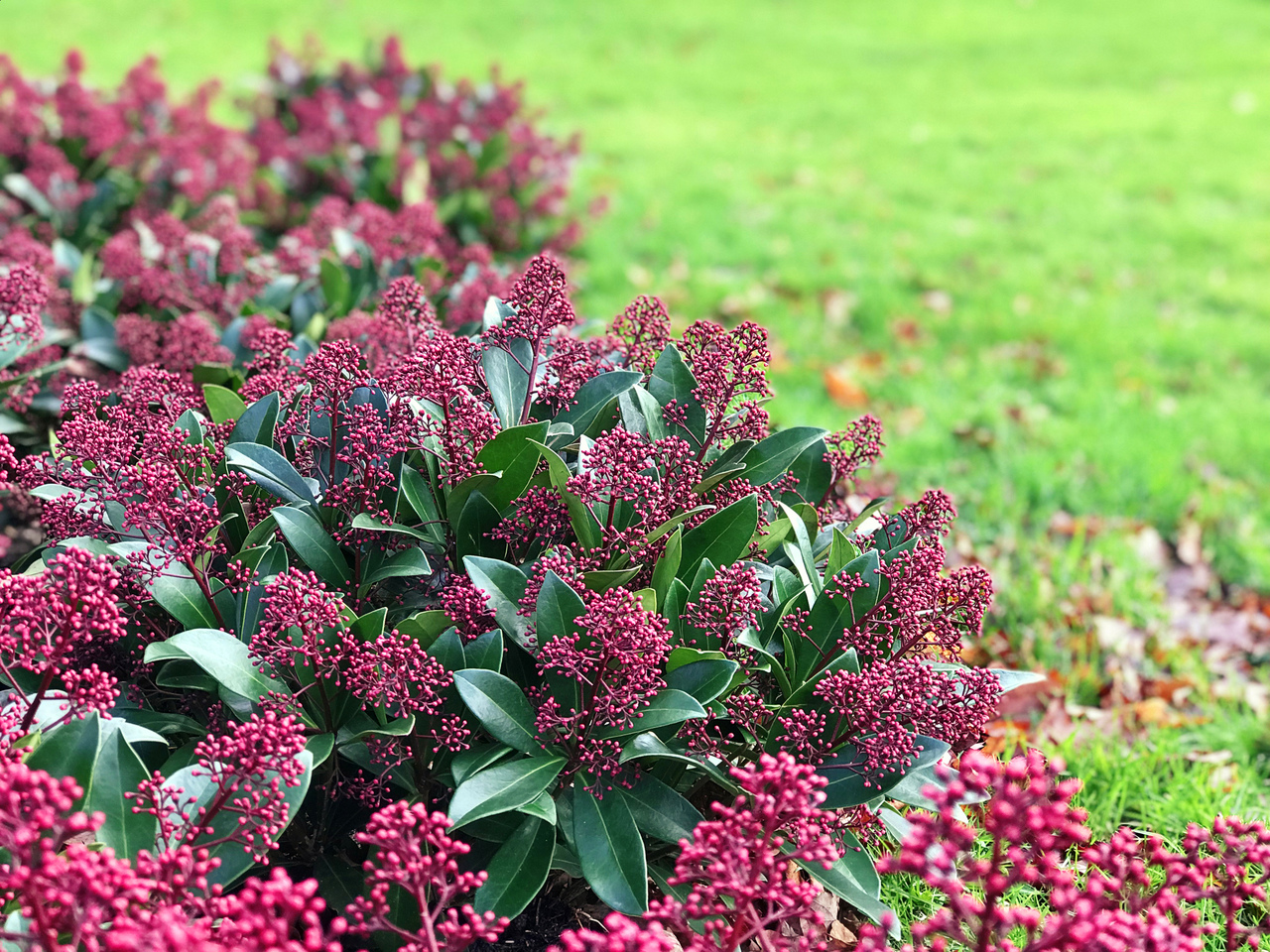 M Chten Sie Skimmia Japonica Rubella Kaufen