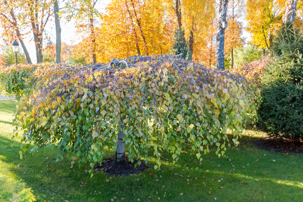 Hängebaum Betula pendula 'Youngii' Halbstamm 120 cm kaufen