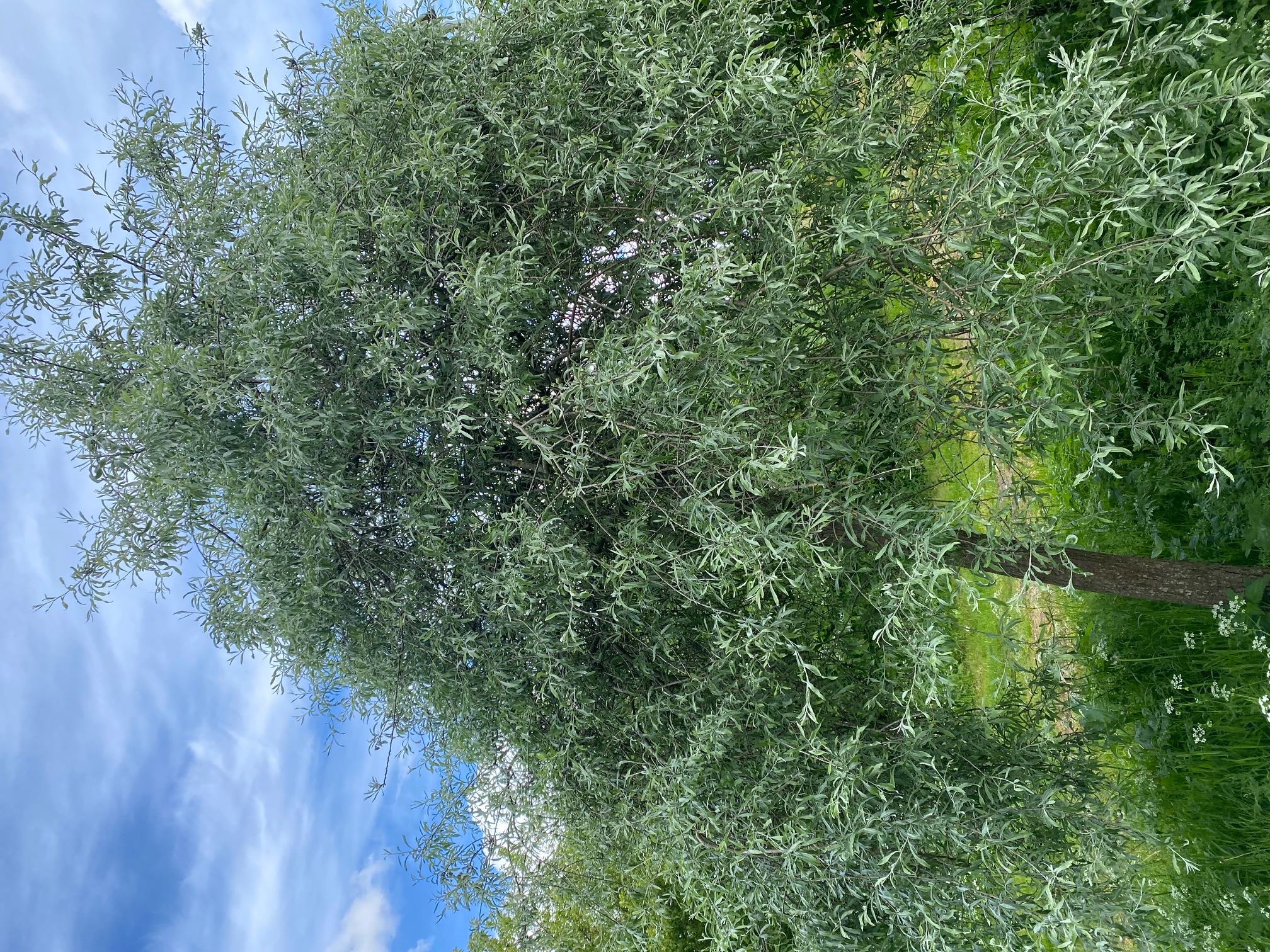 Weidenblättrige Zierbirne am Hochstamm Pyrus salicifolia Pendula