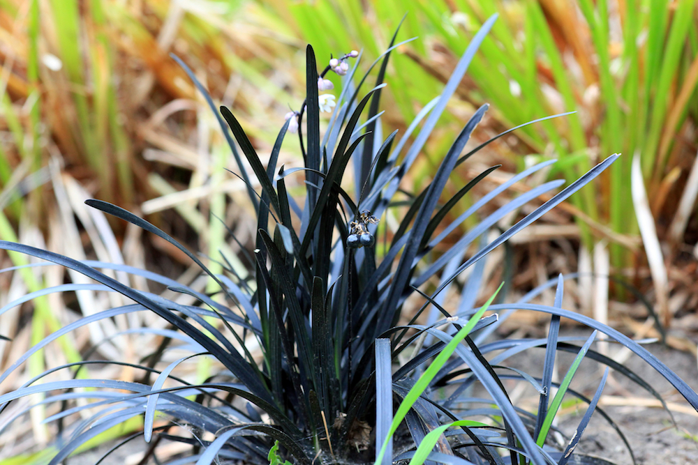 Zwart gras Ophiopogon 'Niger' kopen Slangengras